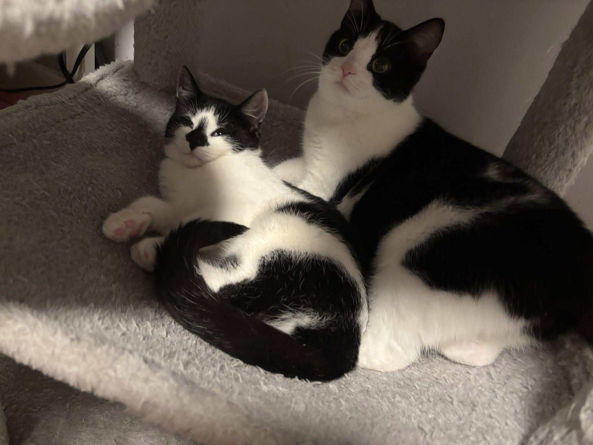 Enlarge Tiffany, a ADOPTABLE Domestic Short Hair in Spencerville, ON image 4/6