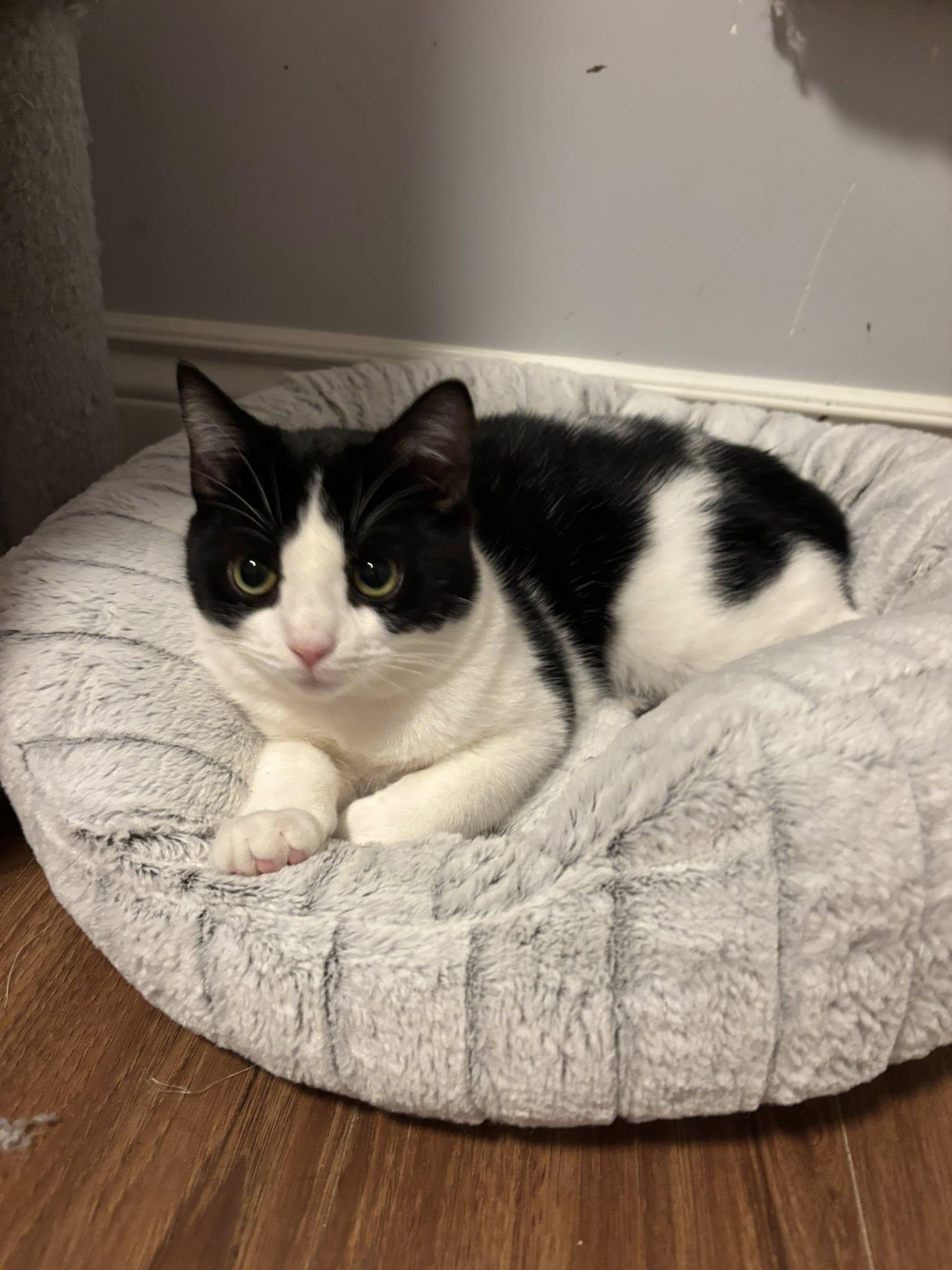 Enlarge Tiffany, a ADOPTABLE Domestic Short Hair in Spencerville, ON image 2/6