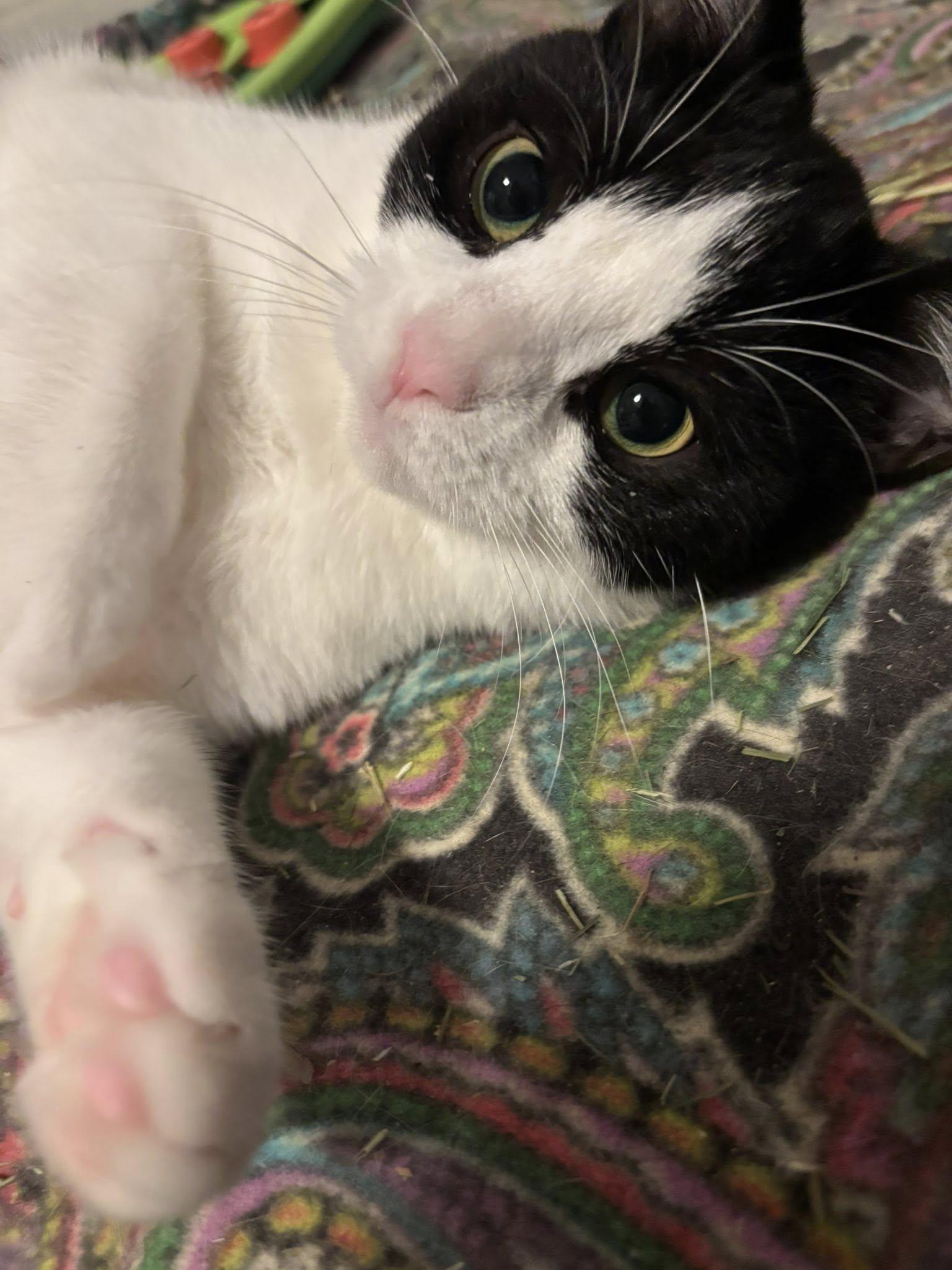 Tiffany, ADOPTABLE, Young Female Domestic Short Hair.