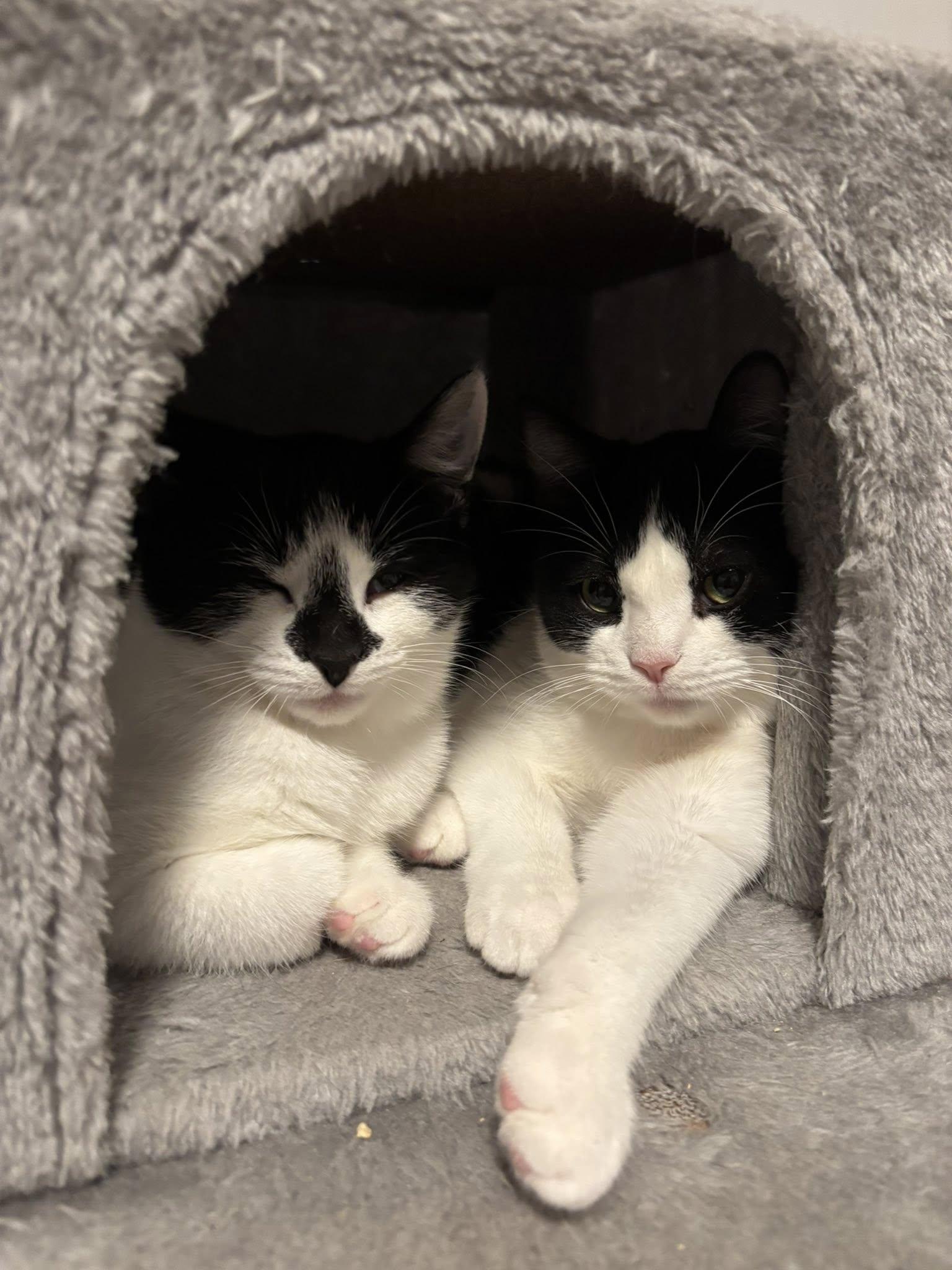 Enlarge Tiffany, a ADOPTABLE Domestic Short Hair in Spencerville, ON image 3/6