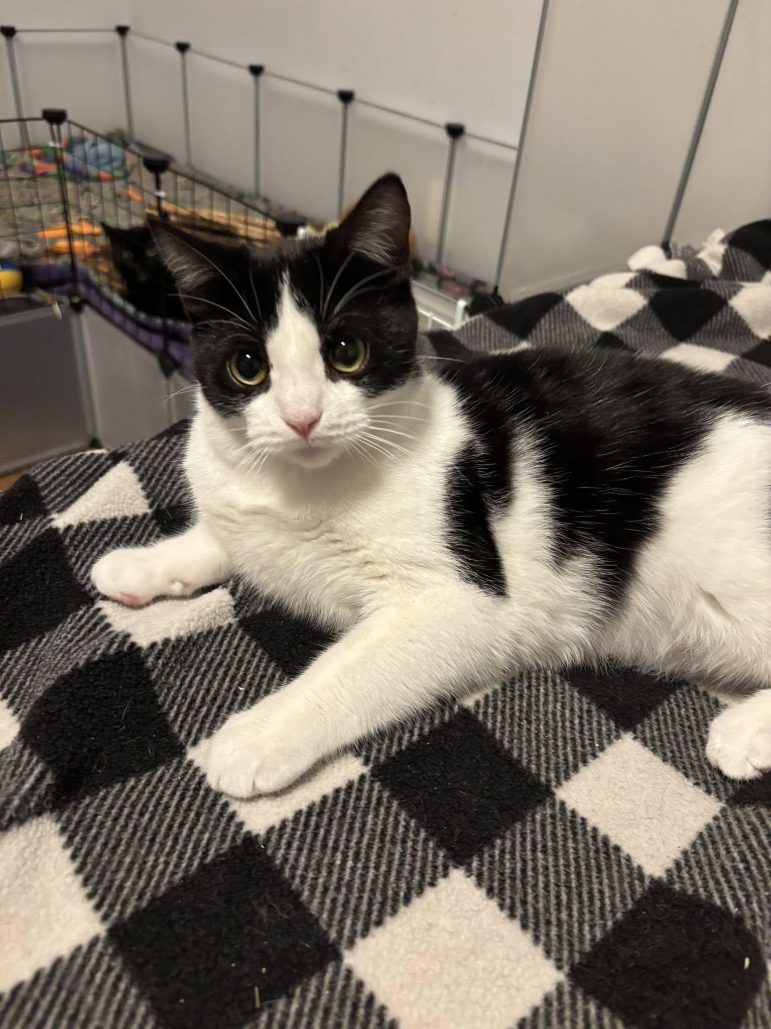 Enlarge Tiffany, a ADOPTABLE Domestic Short Hair in Spencerville, ON image 6/6