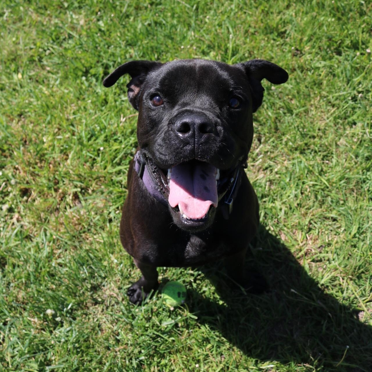 Dale, a ADOPTABLE mixed breed in La Grande, OR image 2/3