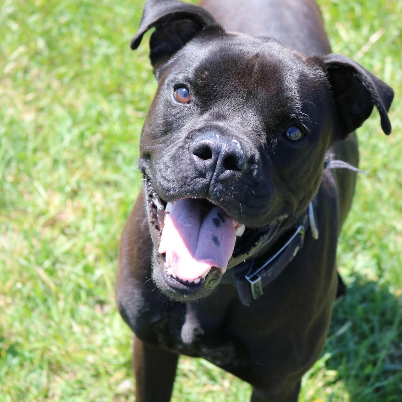 Dale, a ADOPTABLE mixed breed in La Grande, OR image 3/3