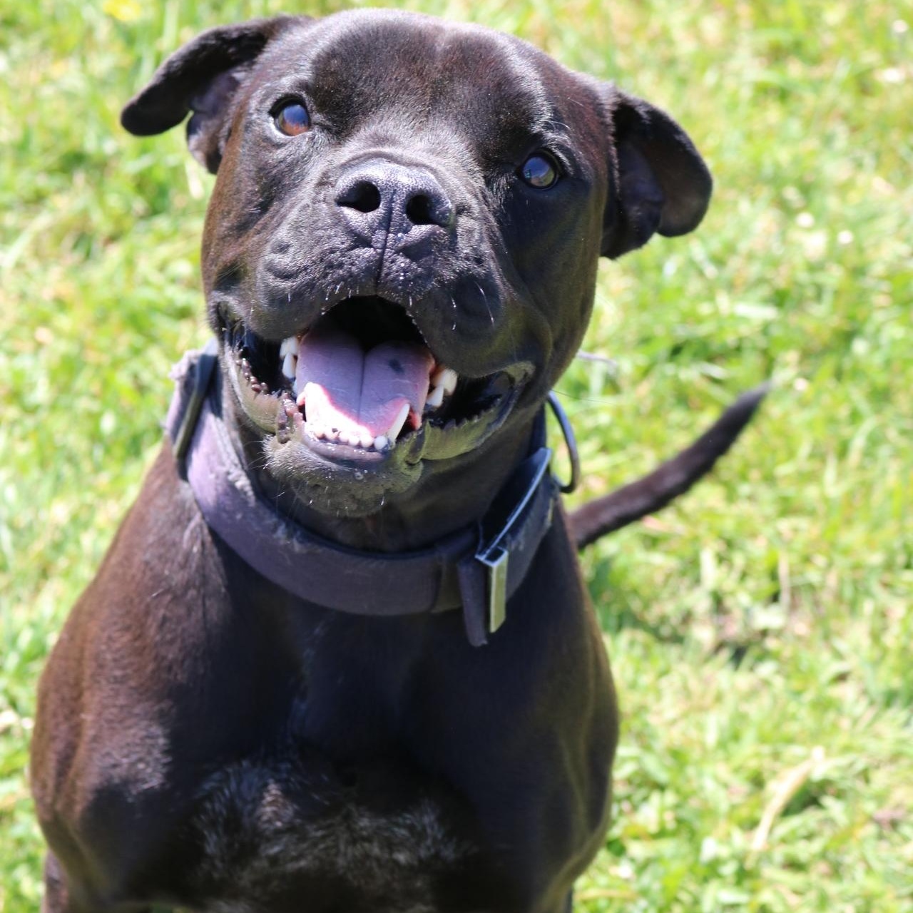 Dale, ADOPTABLE, Adult Male Boxer.