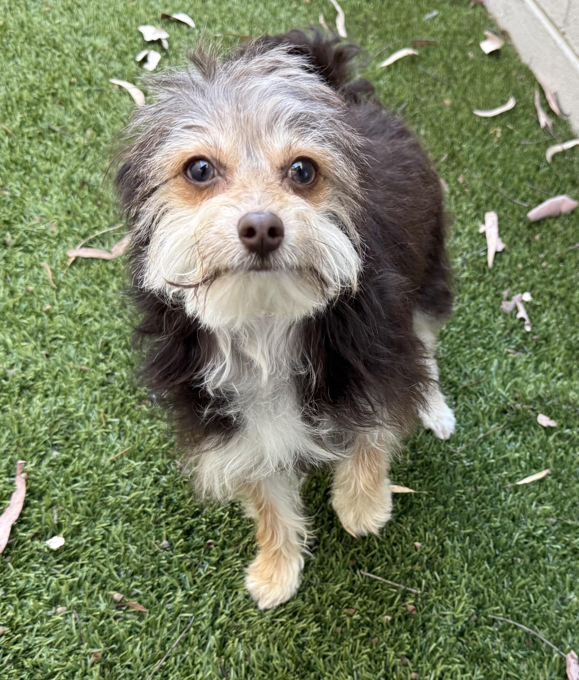 Enlarge Drake, an adopted mixed breed in Los Alamitos, CA image 6/6