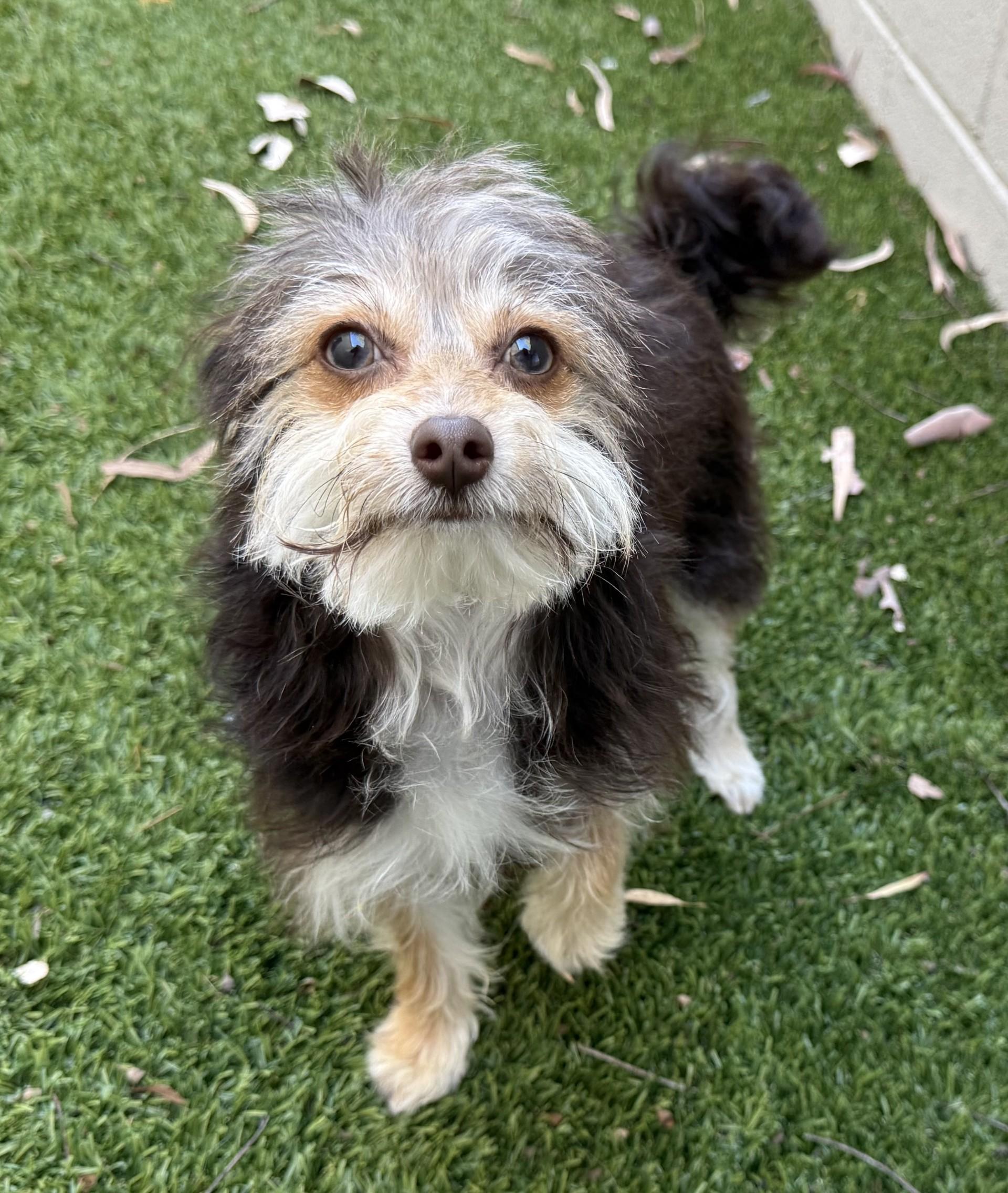 Enlarge Drake, an adopted mixed breed in Los Alamitos, CA image 3/6