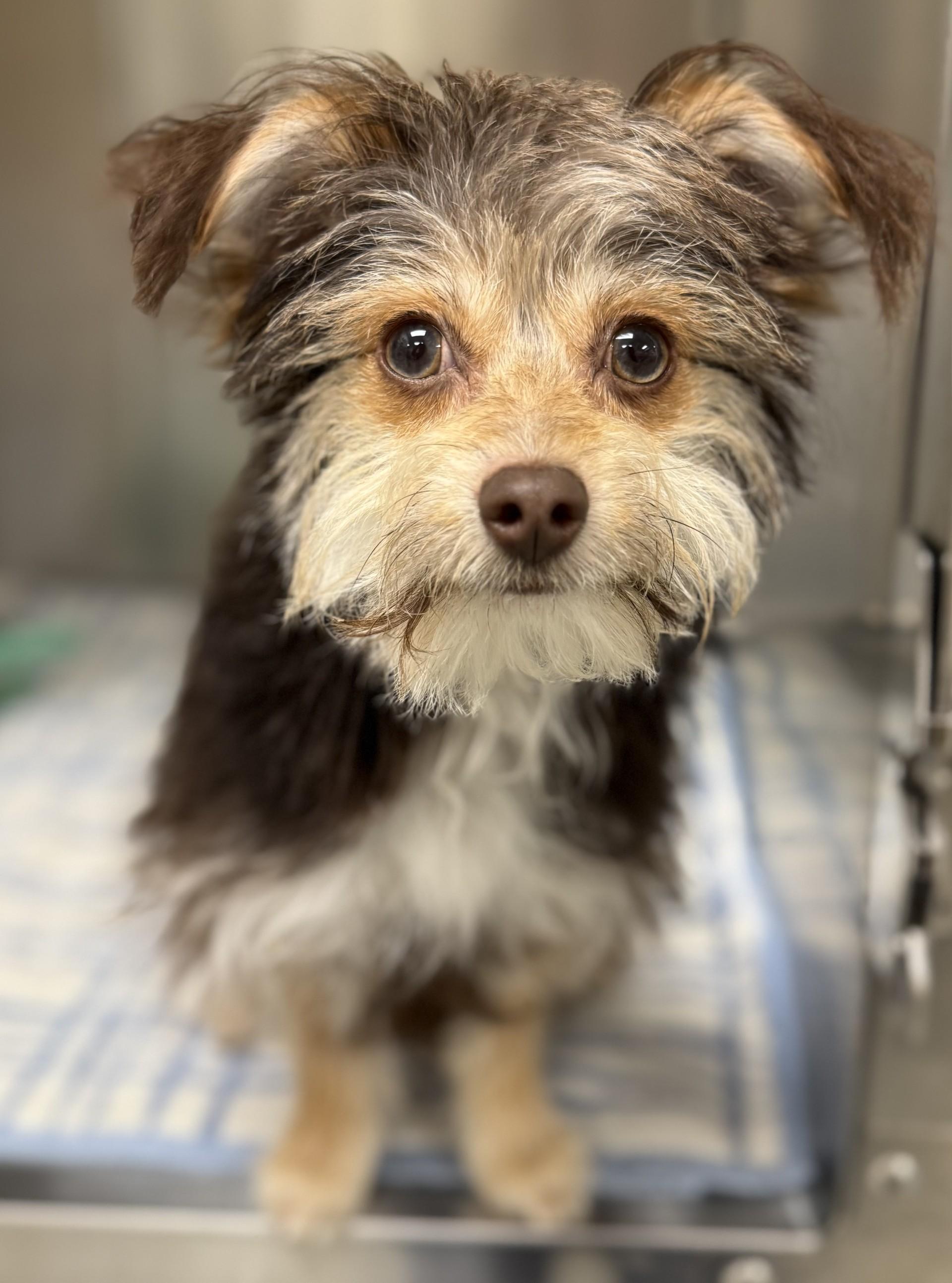 Enlarge Drake, an adopted mixed breed in Los Alamitos, CA image 5/6