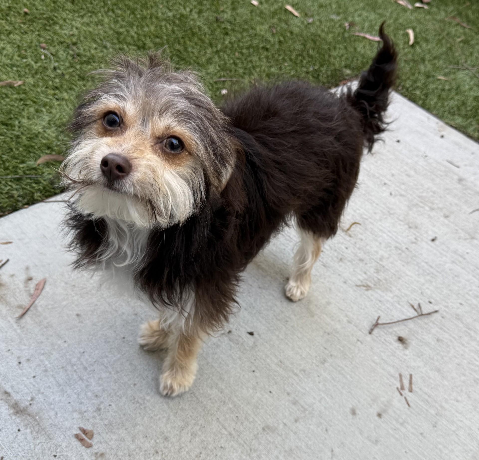 Enlarge Drake, an adopted mixed breed in Los Alamitos, CA image 4/6