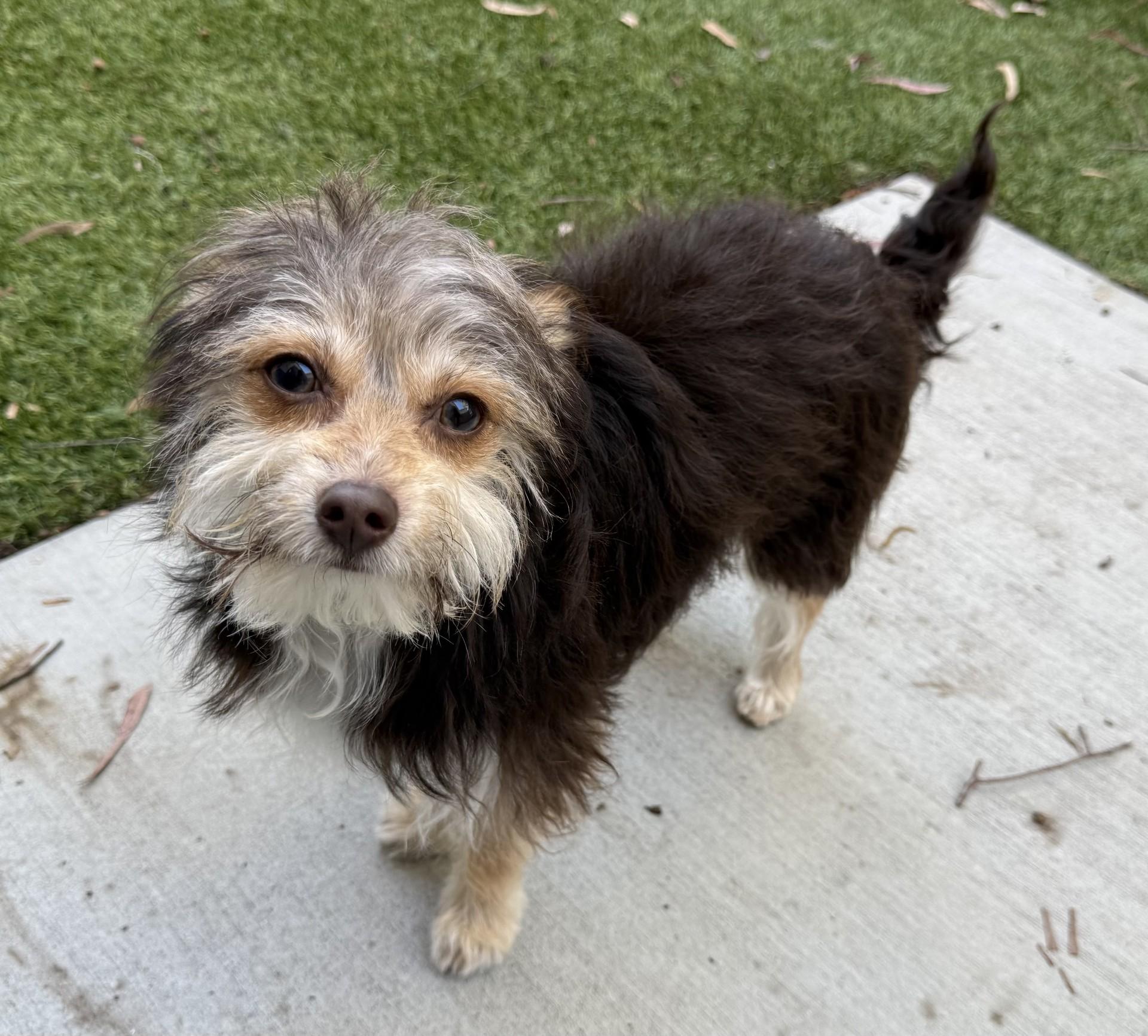 Enlarge Drake, an adopted mixed breed in Los Alamitos, CA image 2/6