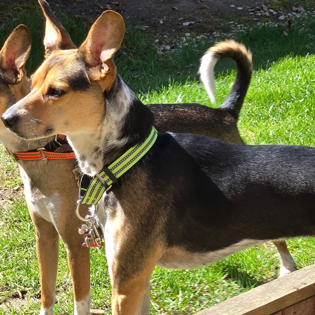 Ginger (green collar), Honey (orange-red collar)