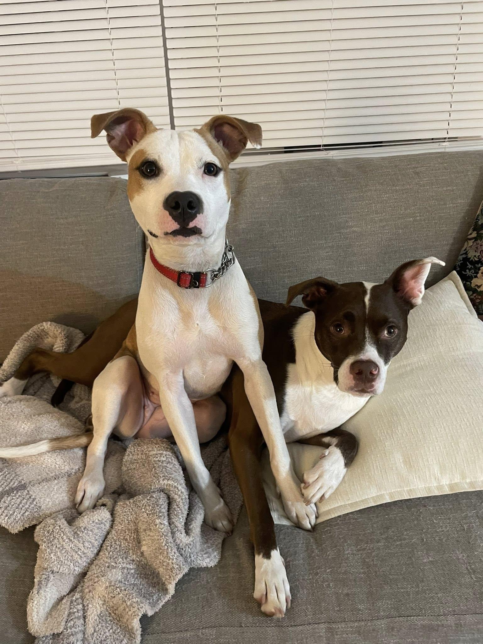 Ruthie, Adopted, Young Female Pit Bull Terrier & Rat Terrier.