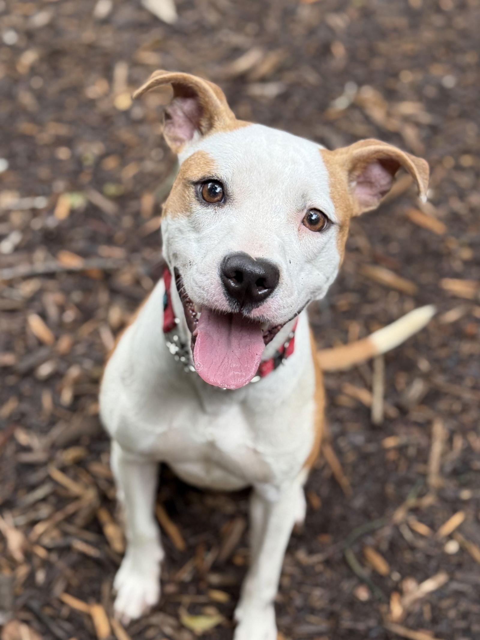 Enlarge Ruthie, a Adopted mixed breed in Charlotte, NC image 2/3