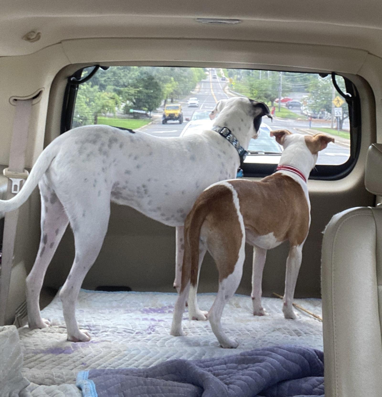 Enlarge Ruthie, a Adopted mixed breed in Charlotte, NC image 3/3