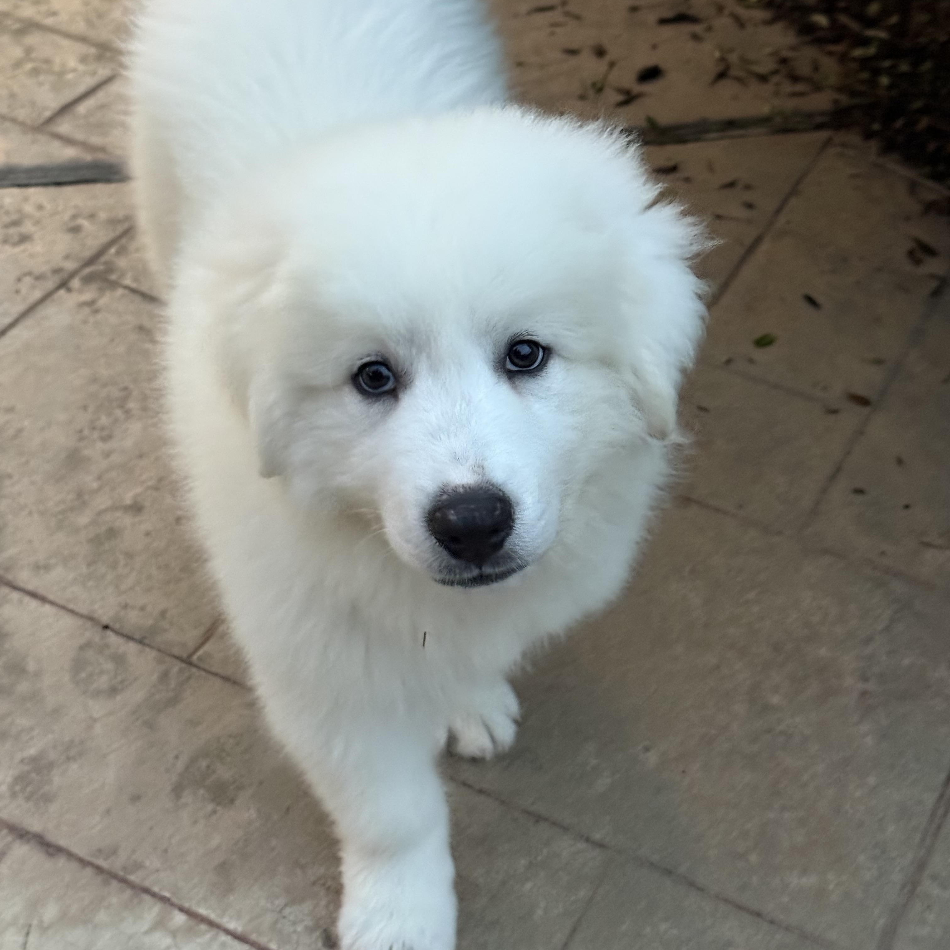 Stanley, adopted, Puppy Male Great Pyrenees.