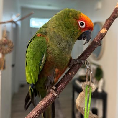 Enlarge Diego, a ADOPTABLE Conure in Bethesda, MD image 1/2