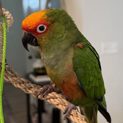 Enlarge Diego, a ADOPTABLE Conure in Bethesda, MD image 2/2