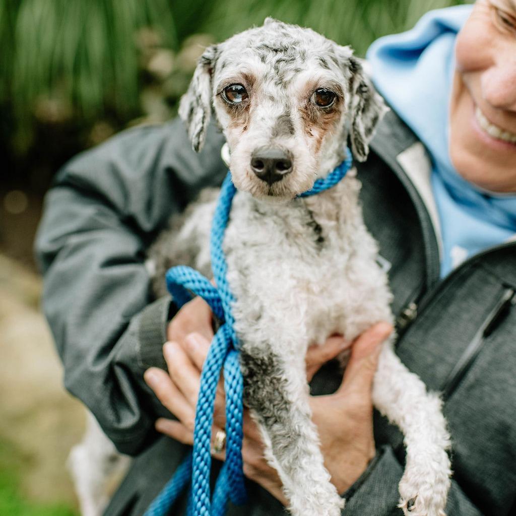 Sticks, an adoptable Aussiedoodle in Chester Springs, PA, 19425 | Photo Image 4