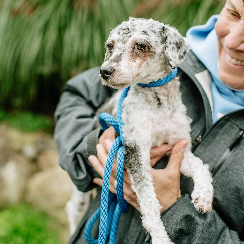 Sticks, an adoptable Aussiedoodle in Chester Springs, PA, 19425 | Photo Image 3