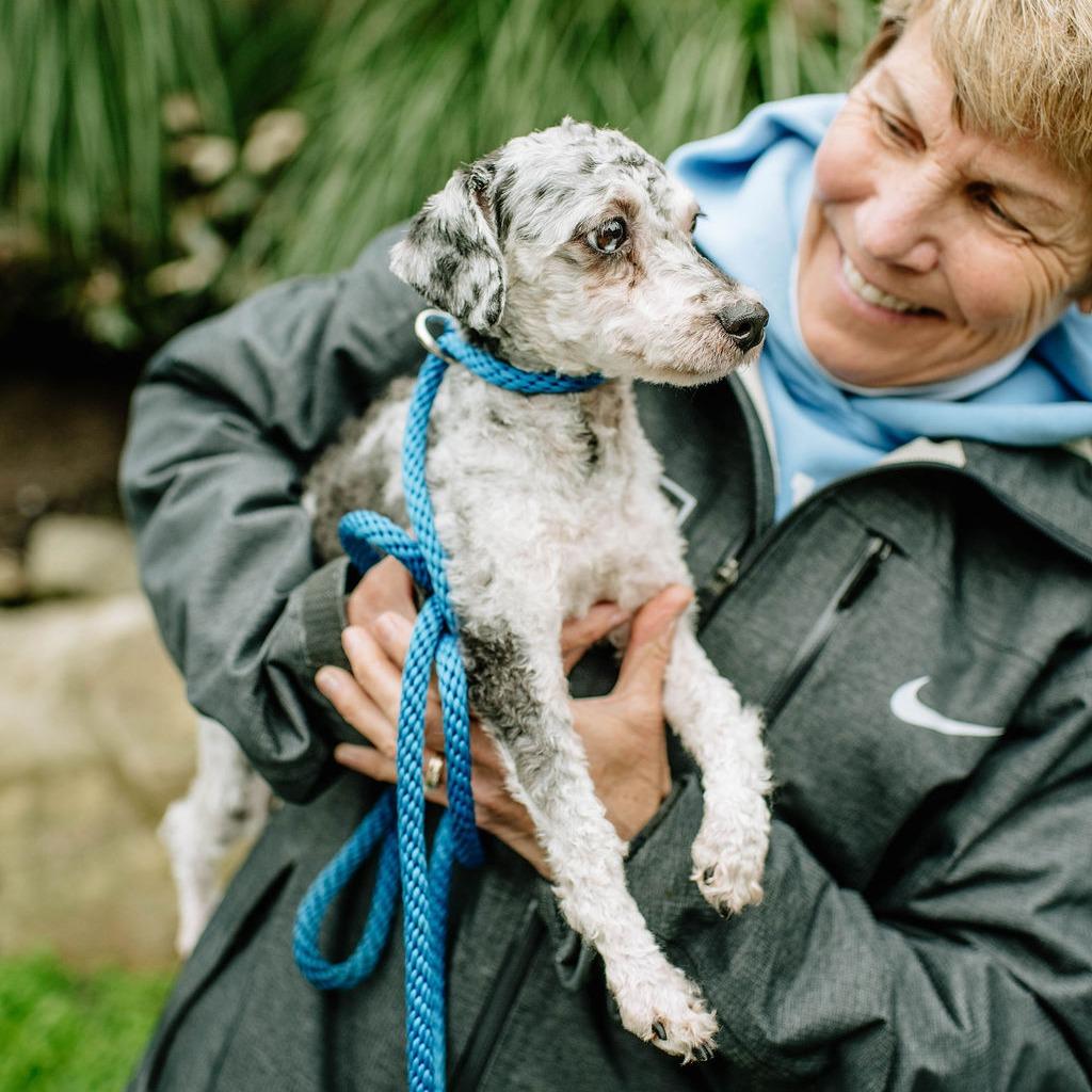 Sticks, an adoptable Aussiedoodle in Chester Springs, PA, 19425 | Photo Image 1