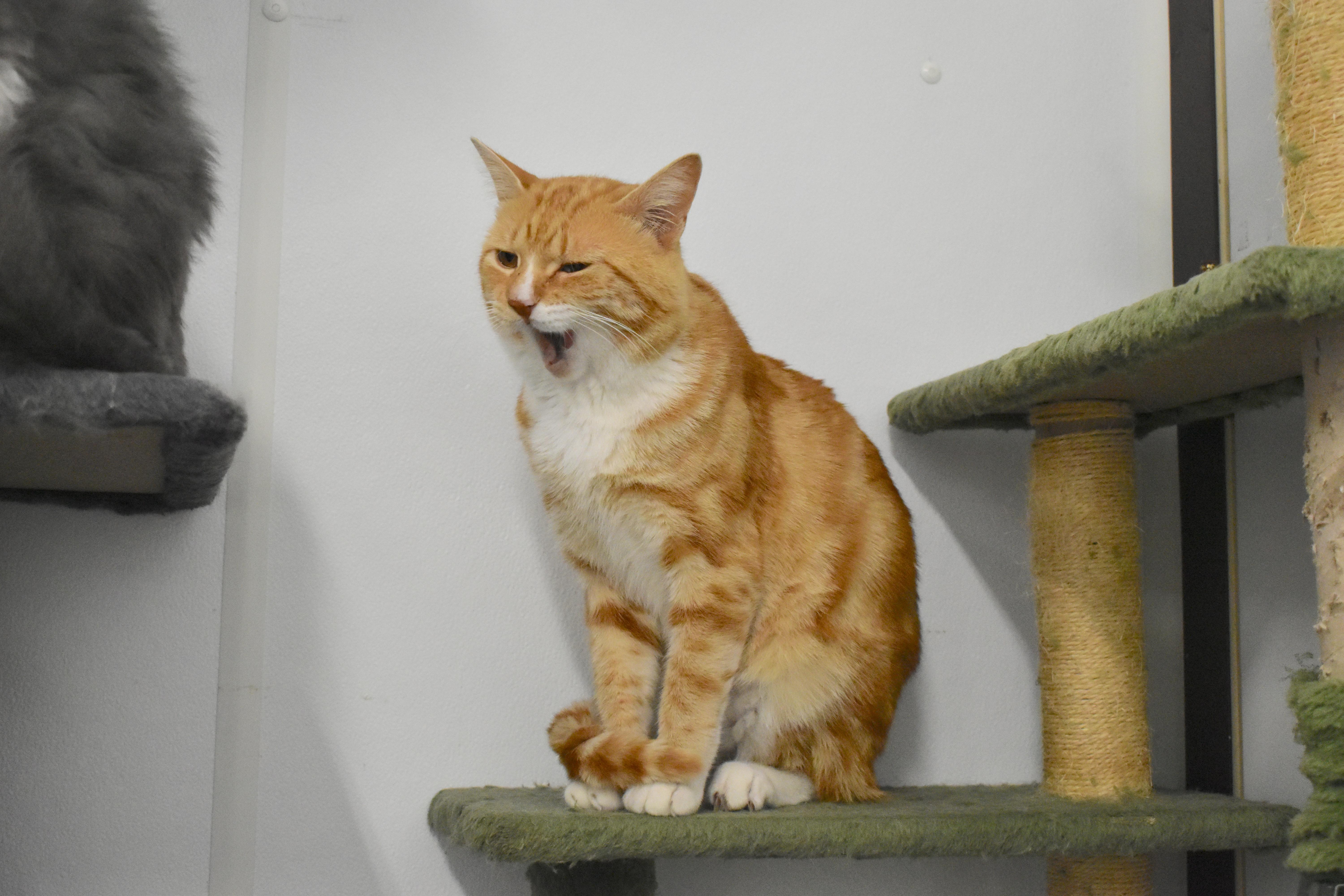 Enlarge Fabio, a Adopted Domestic Short Hair in Auburn, NE image 5/6