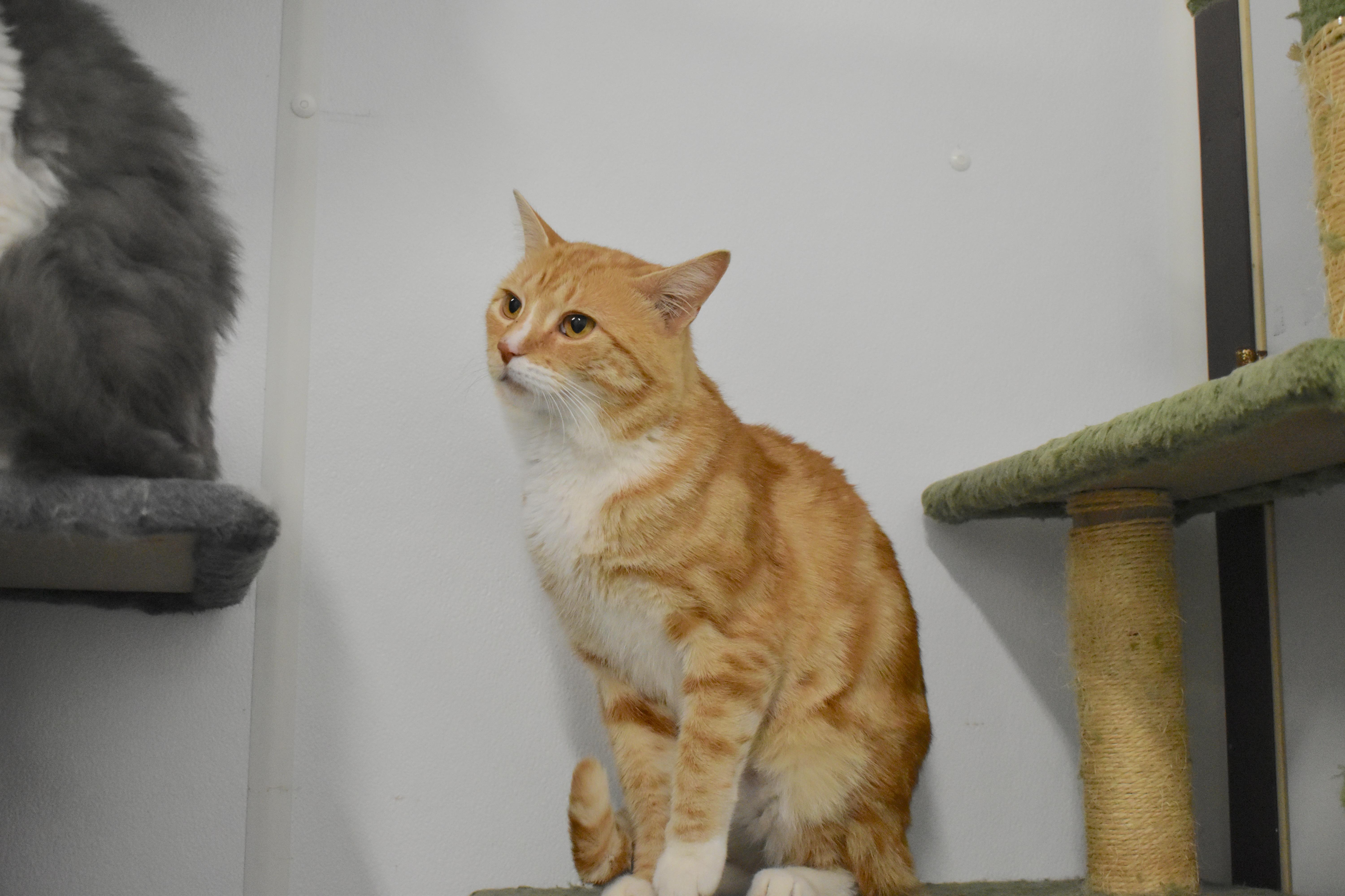 Enlarge Fabio, a Adopted Domestic Short Hair in Auburn, NE image 3/6