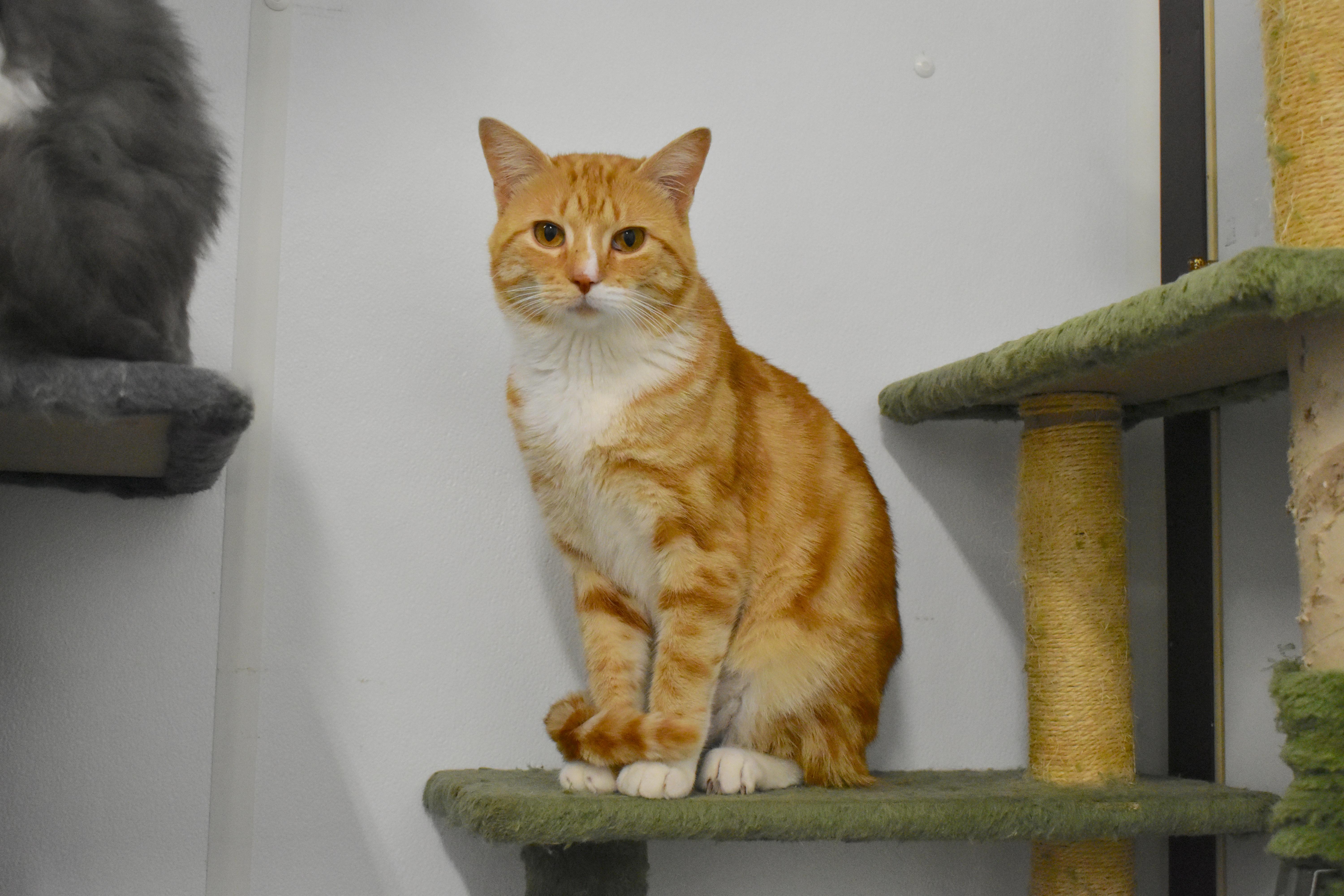 Enlarge Fabio, a Adopted Domestic Short Hair in Auburn, NE image 6/6