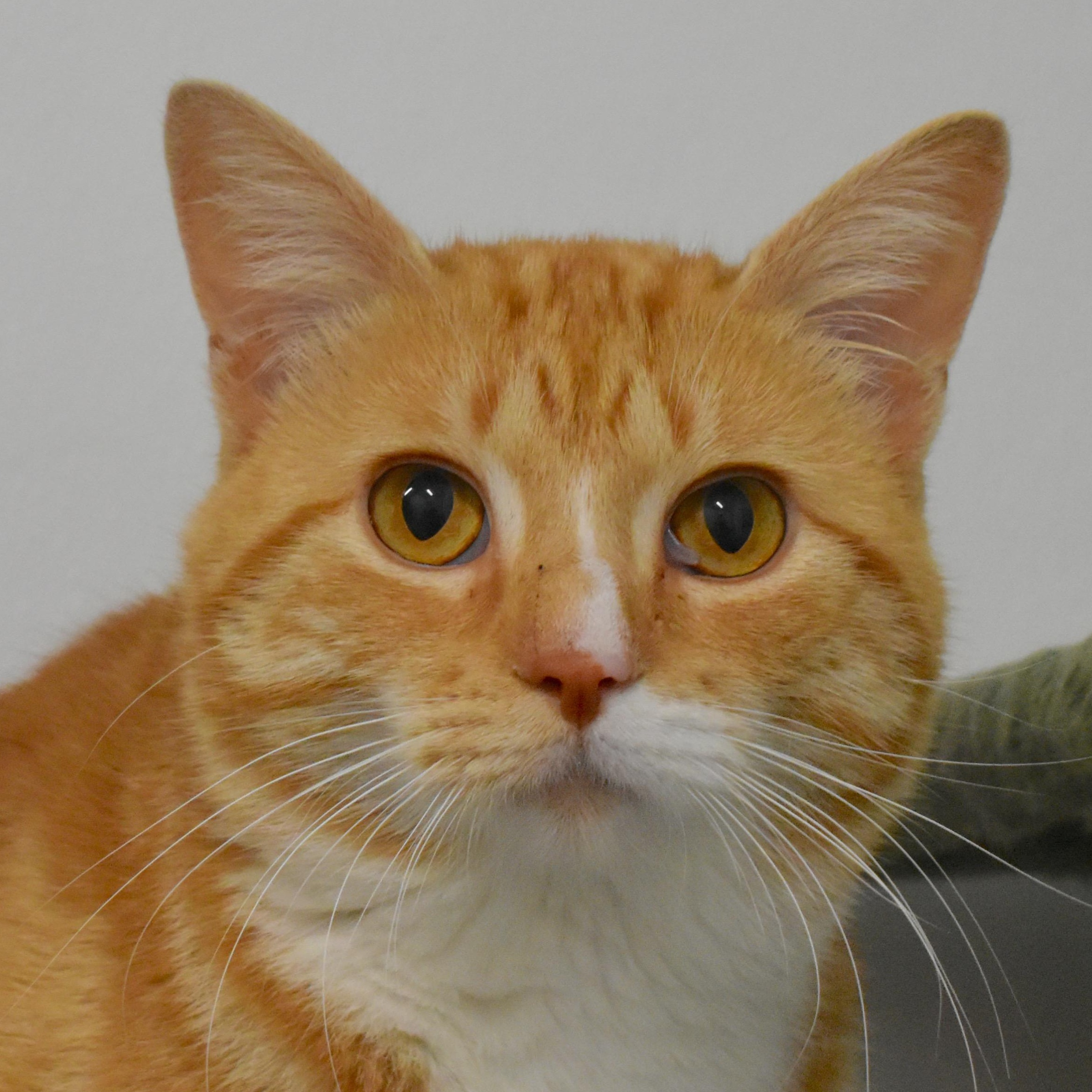 Enlarge Fabio, a Adopted Domestic Short Hair in Auburn, NE image 1/6