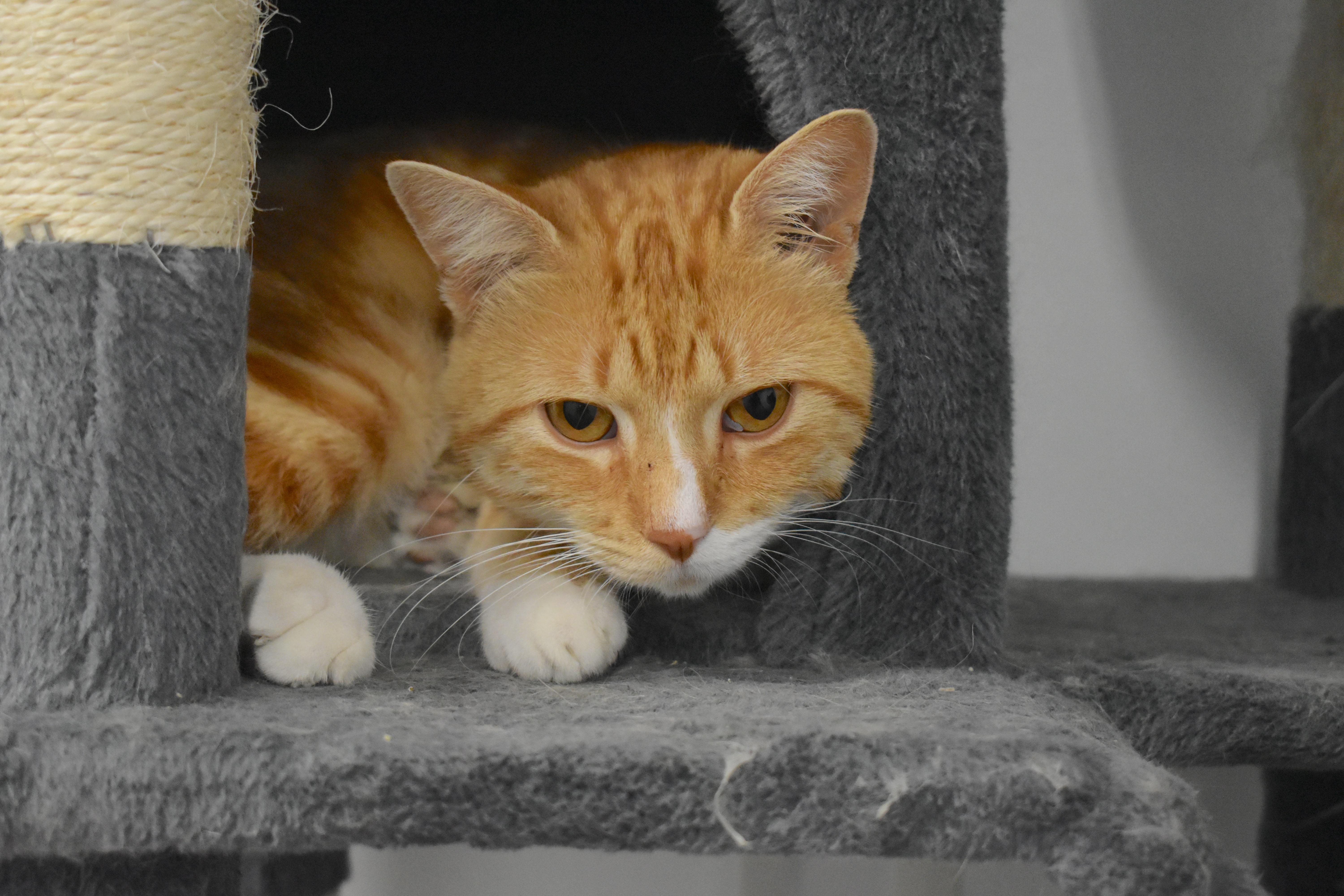 Enlarge Fabio, a Adopted Domestic Short Hair in Auburn, NE image 2/6