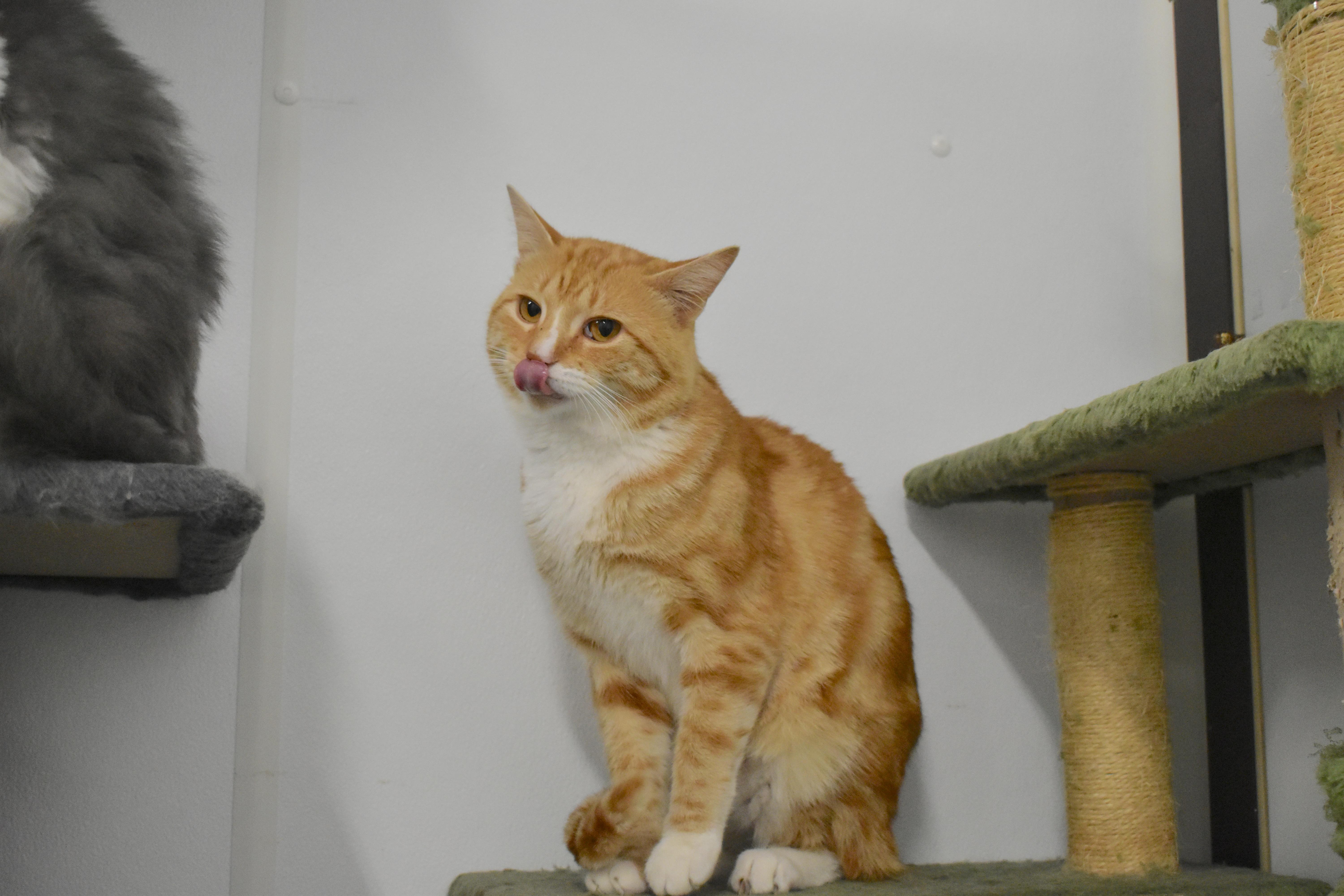 Enlarge Fabio, a Adopted Domestic Short Hair in Auburn, NE image 4/6