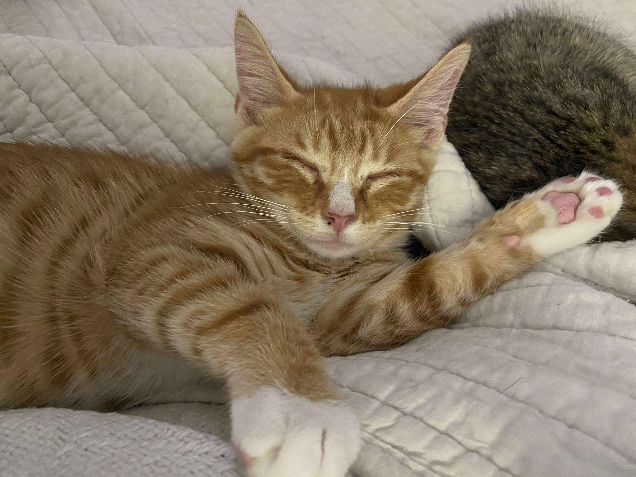 Buddy Holly thumbnail 2