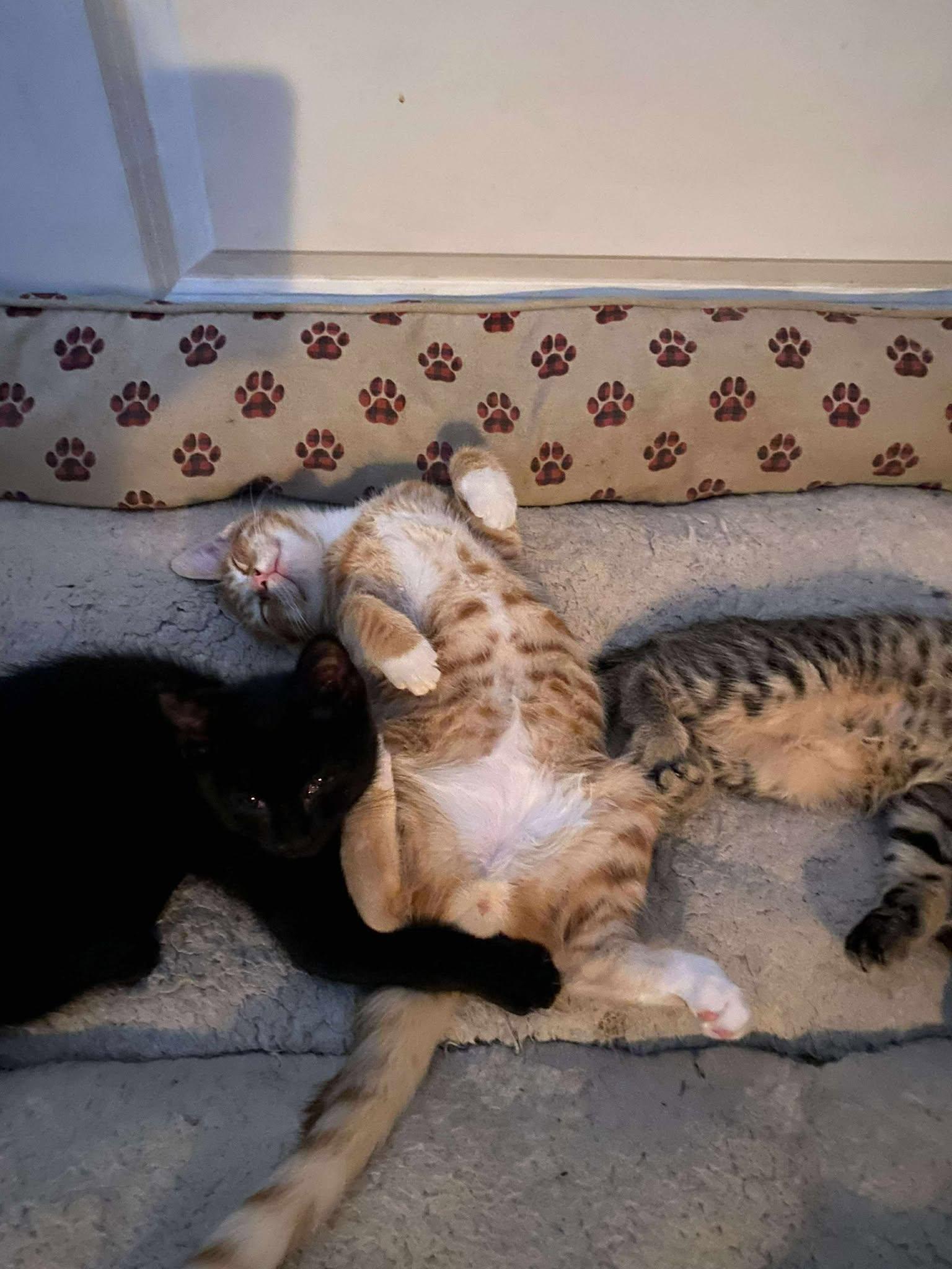 Buddy Holly thumbnail 4