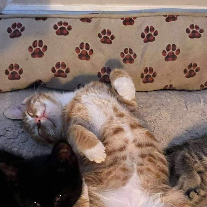 Enlarge Buddy Holly, a Adoptable Domestic Short Hair in Campbellsville, KY image 4/5