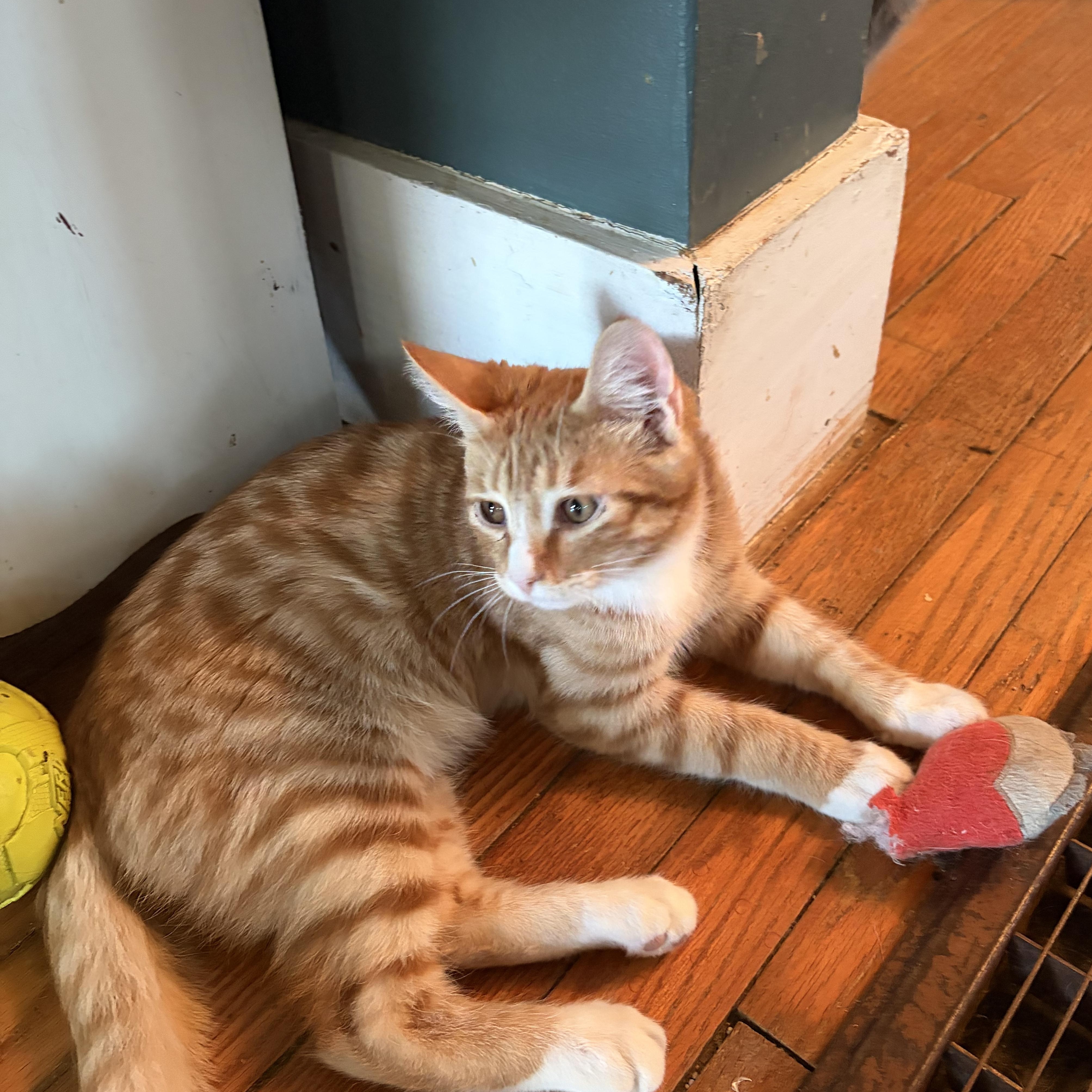 Enlarge Buddy Holly, a Adoptable Domestic Short Hair in Campbellsville, KY image 2/5