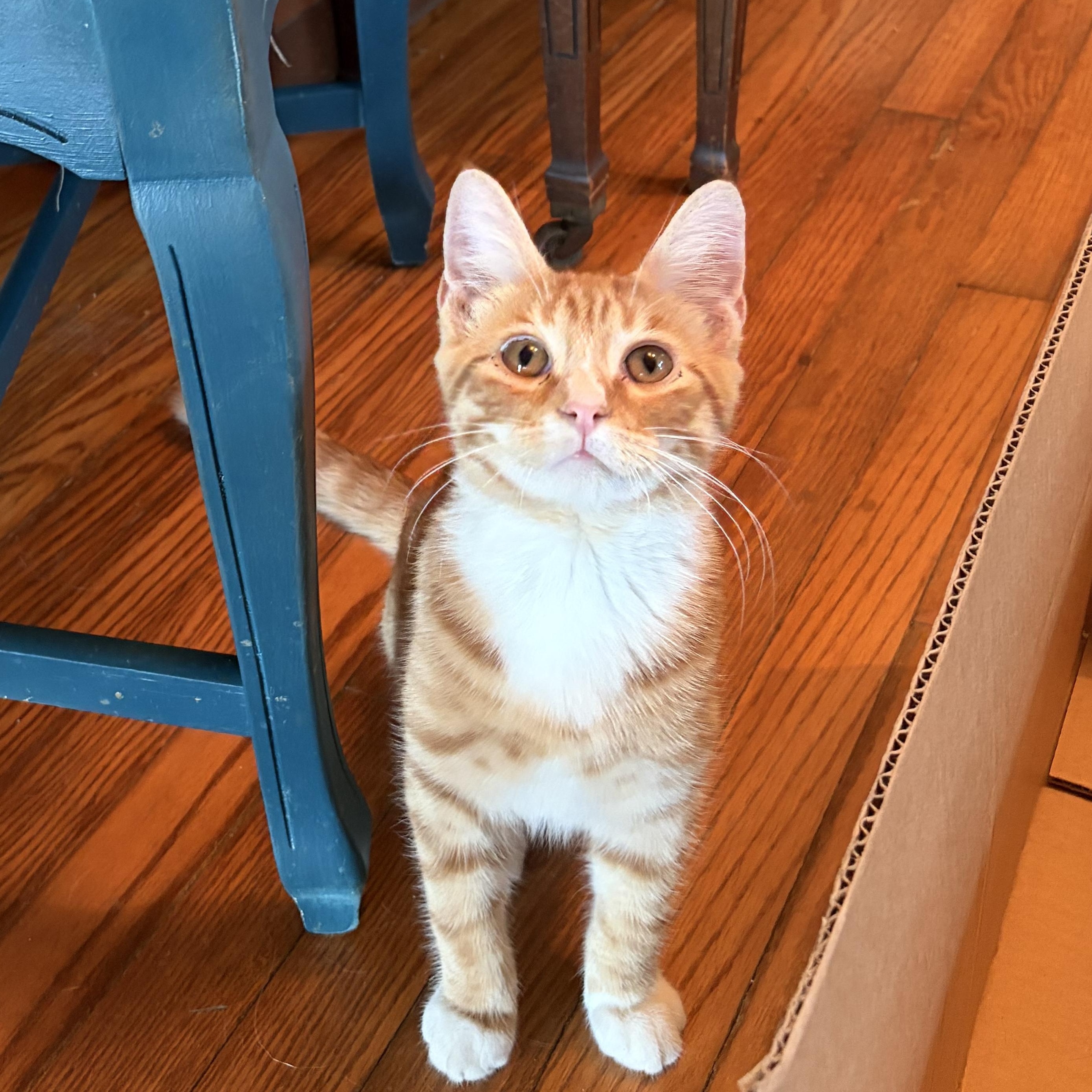 Enlarge Buddy Holly, a Adoptable Domestic Short Hair in Campbellsville, KY image 1/5