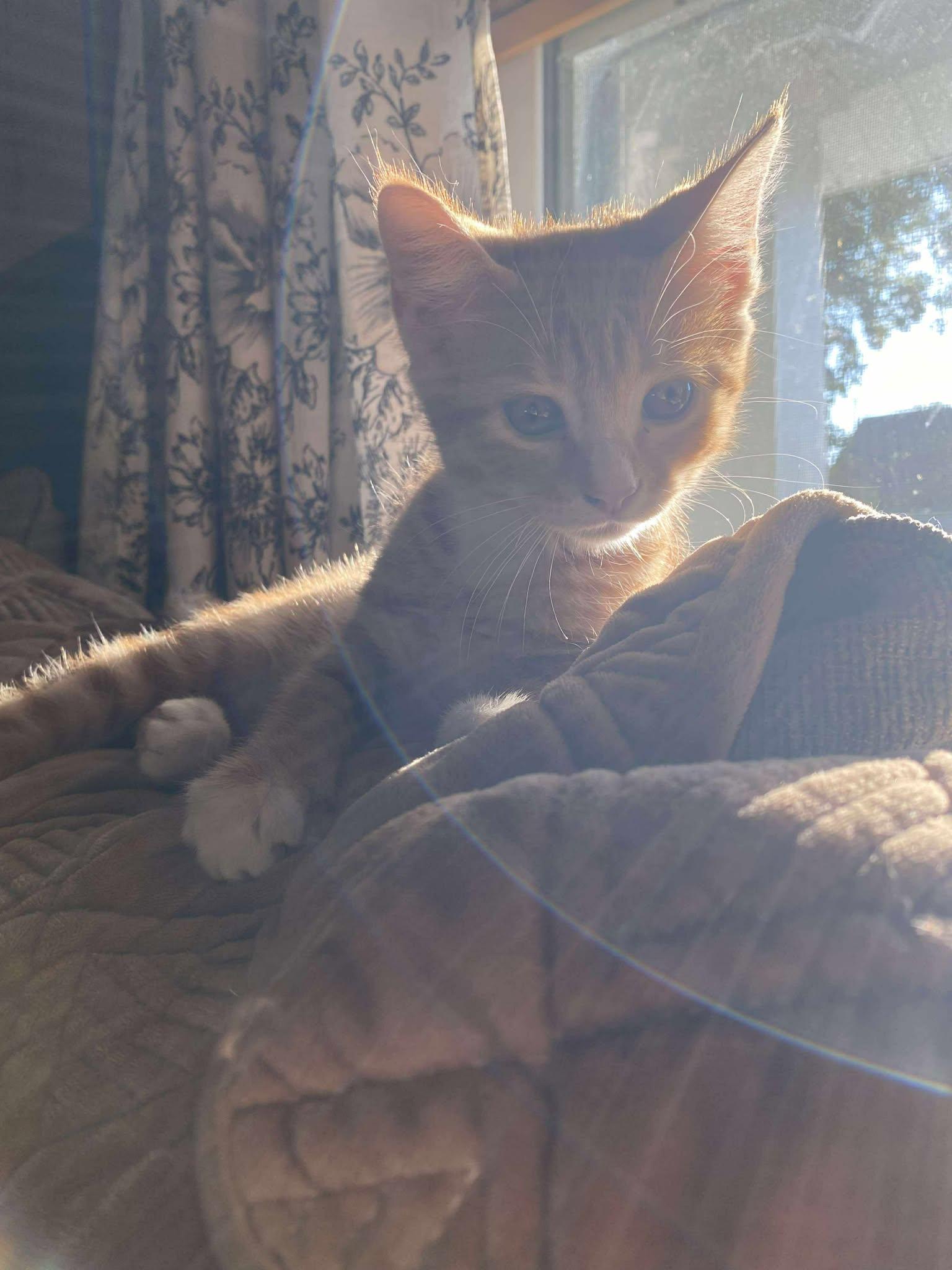 Buddy Holly thumbnail 6