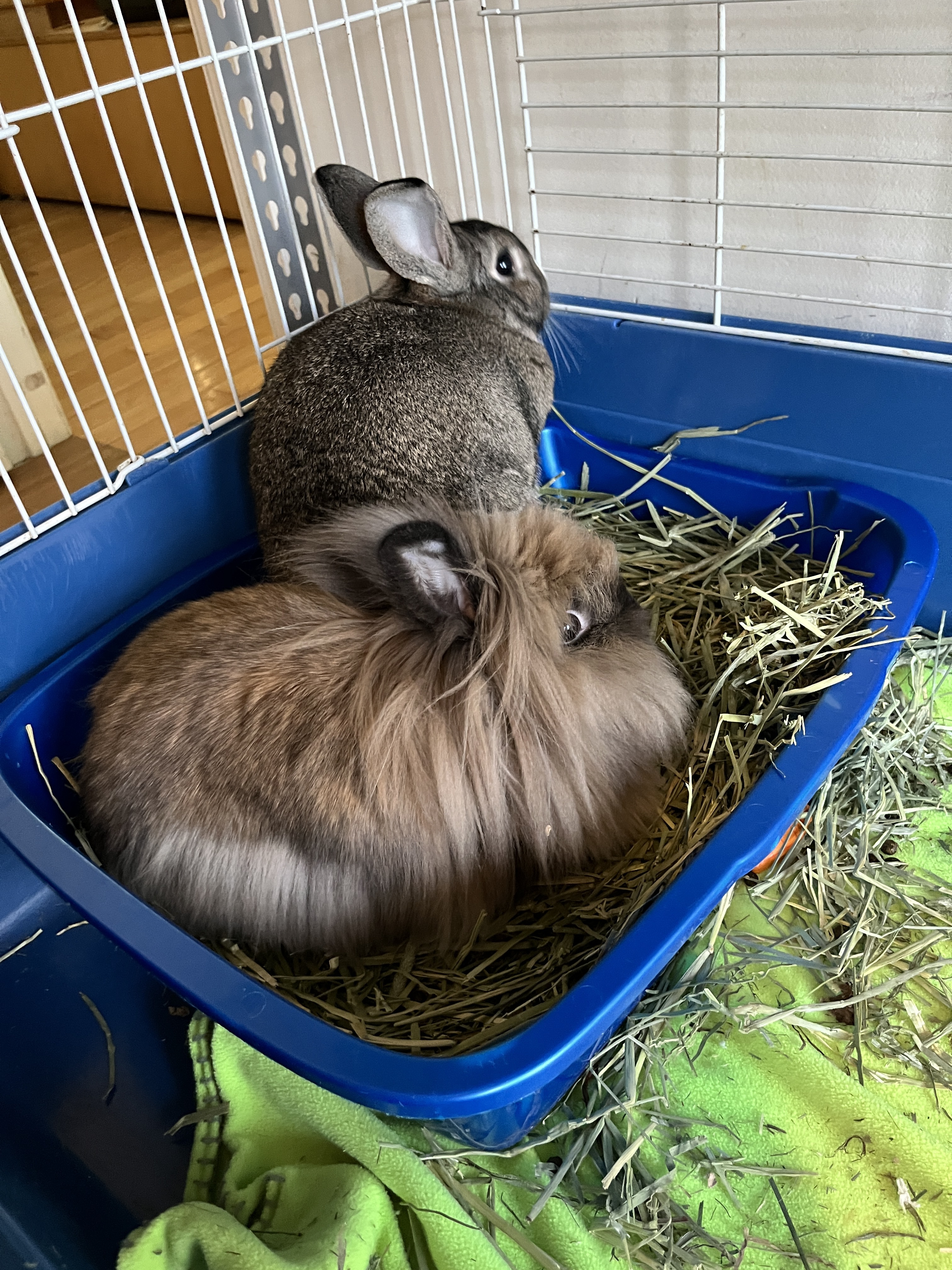 Mabel (Bonded with Karl), a Adoptable Lionhead in Columbia, MD image 3/4