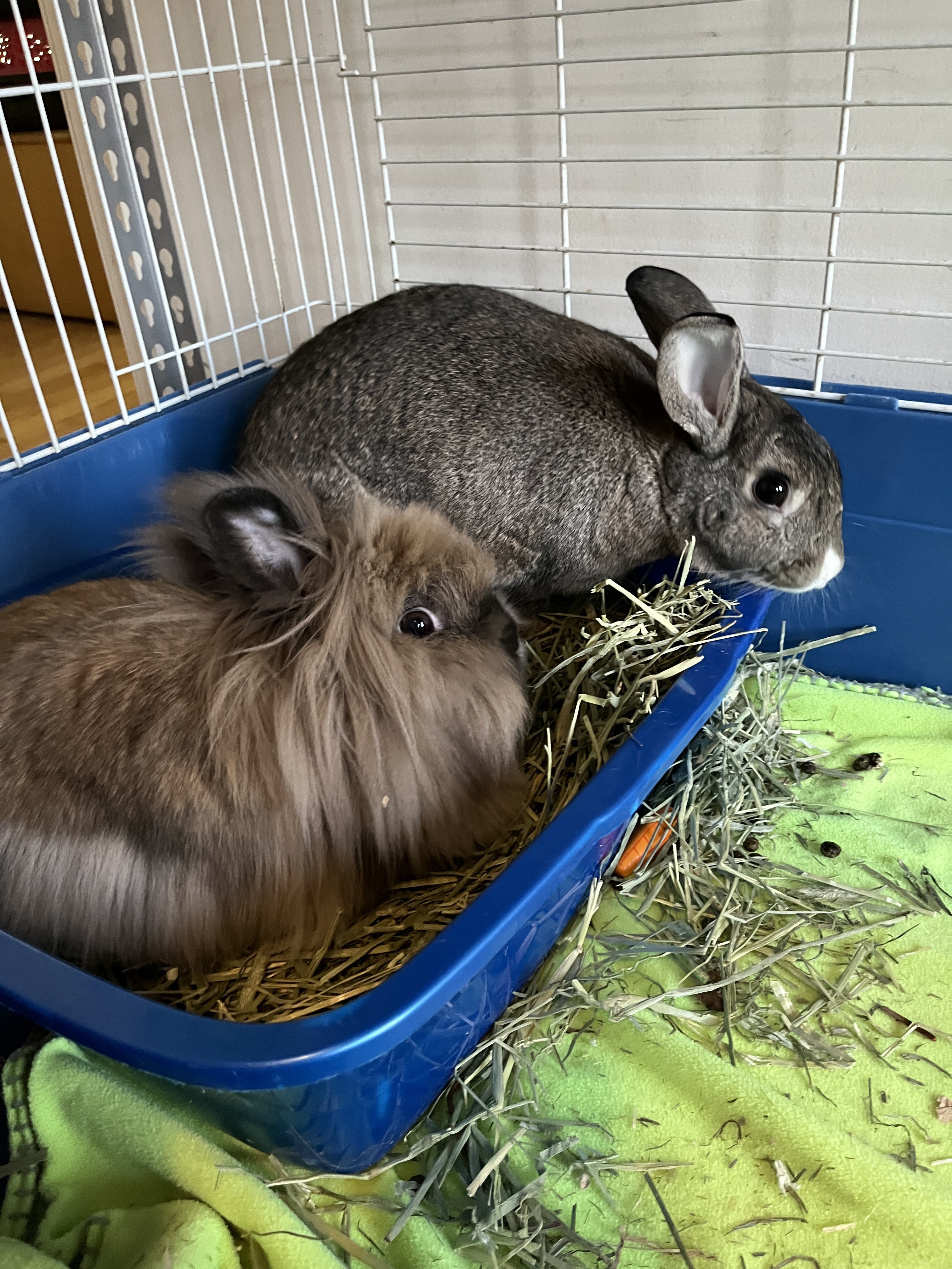 Mabel (Bonded with Karl), Adoptable, Adult Female Lionhead.