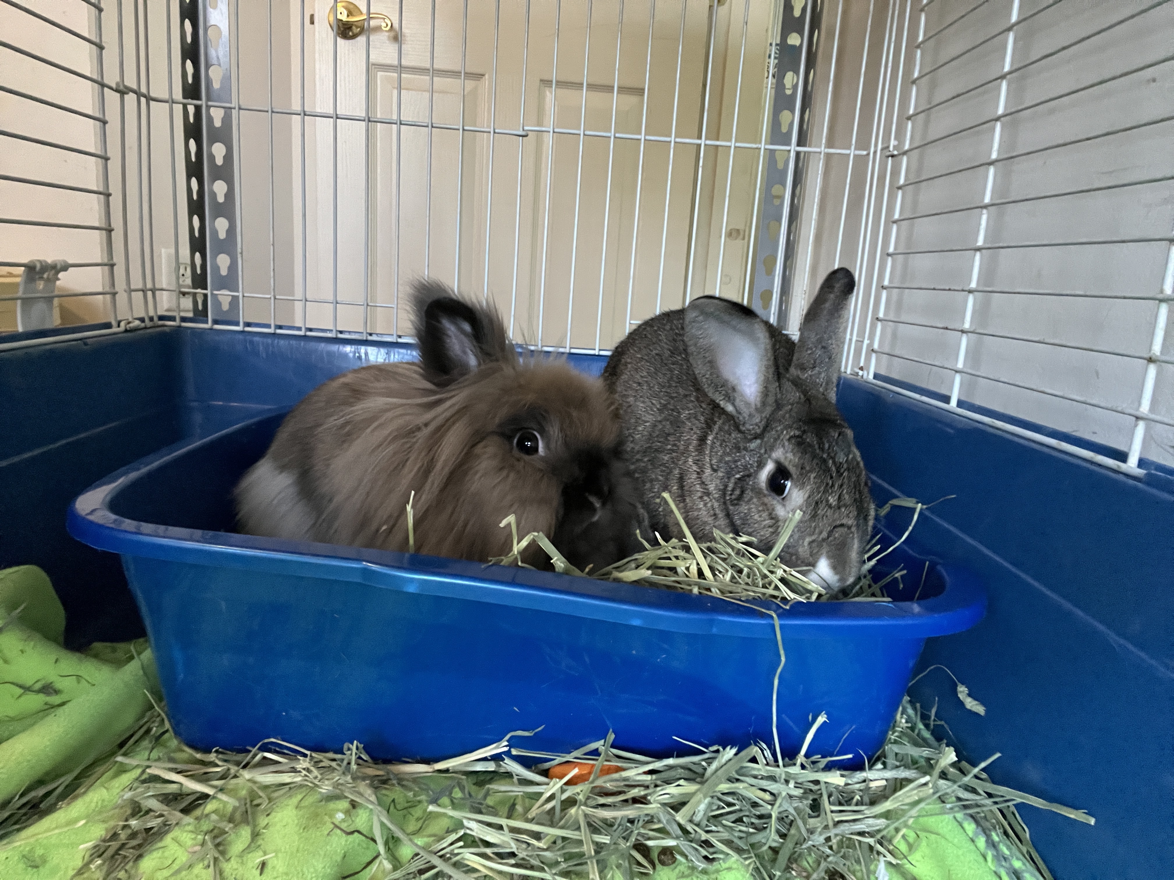 Mabel (Bonded with Karl), a Adoptable Lionhead in Columbia, MD image 4/4