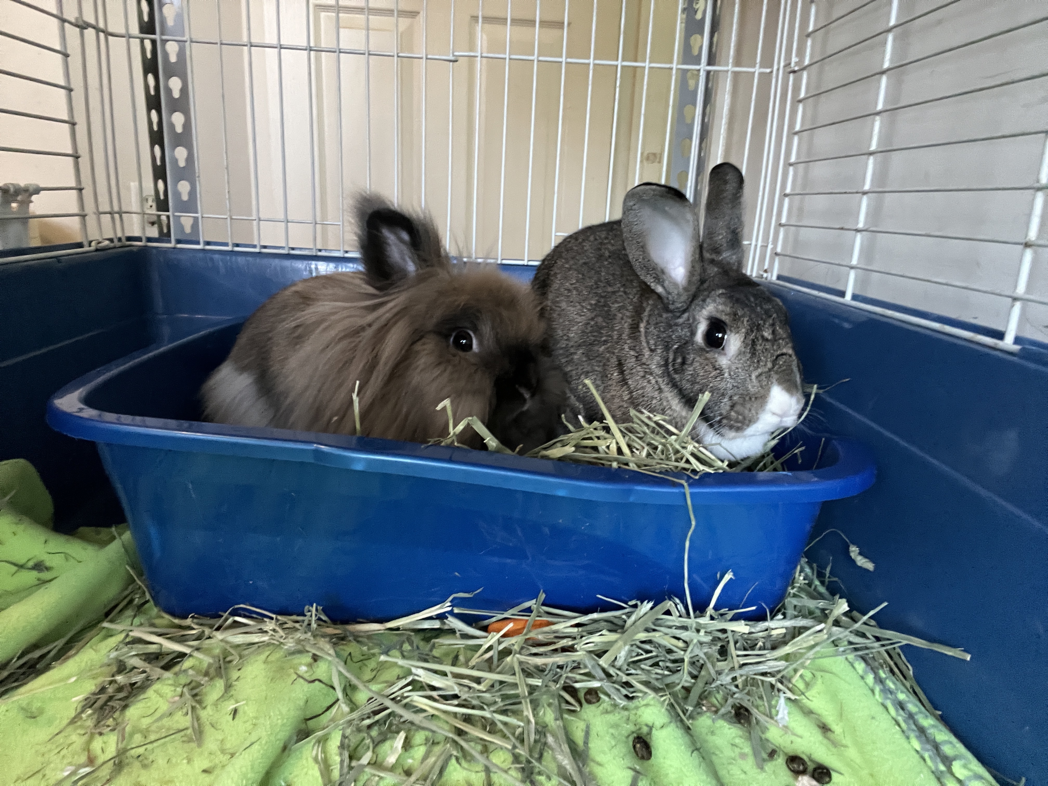 Mabel (Bonded with Karl), a Adoptable Lionhead in Columbia, MD image 2/4