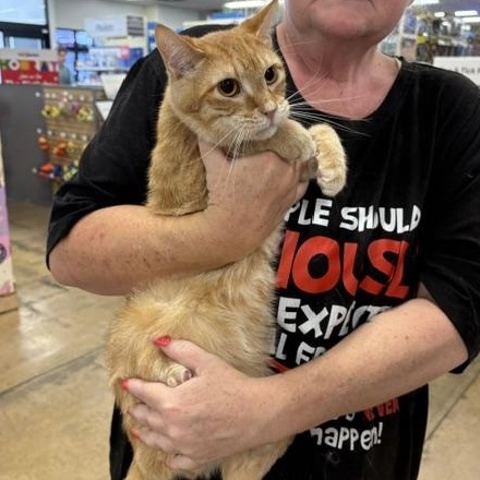 Apollo, ADOPTABLE, Kitten Male American Shorthair.