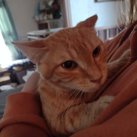 Enlarge Apollo, a ADOPTABLE American Shorthair in Yukon, OK image 1/1