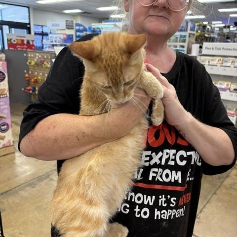 Enlarge Apollo, a ADOPTABLE American Shorthair in Yukon, OK image 2/3