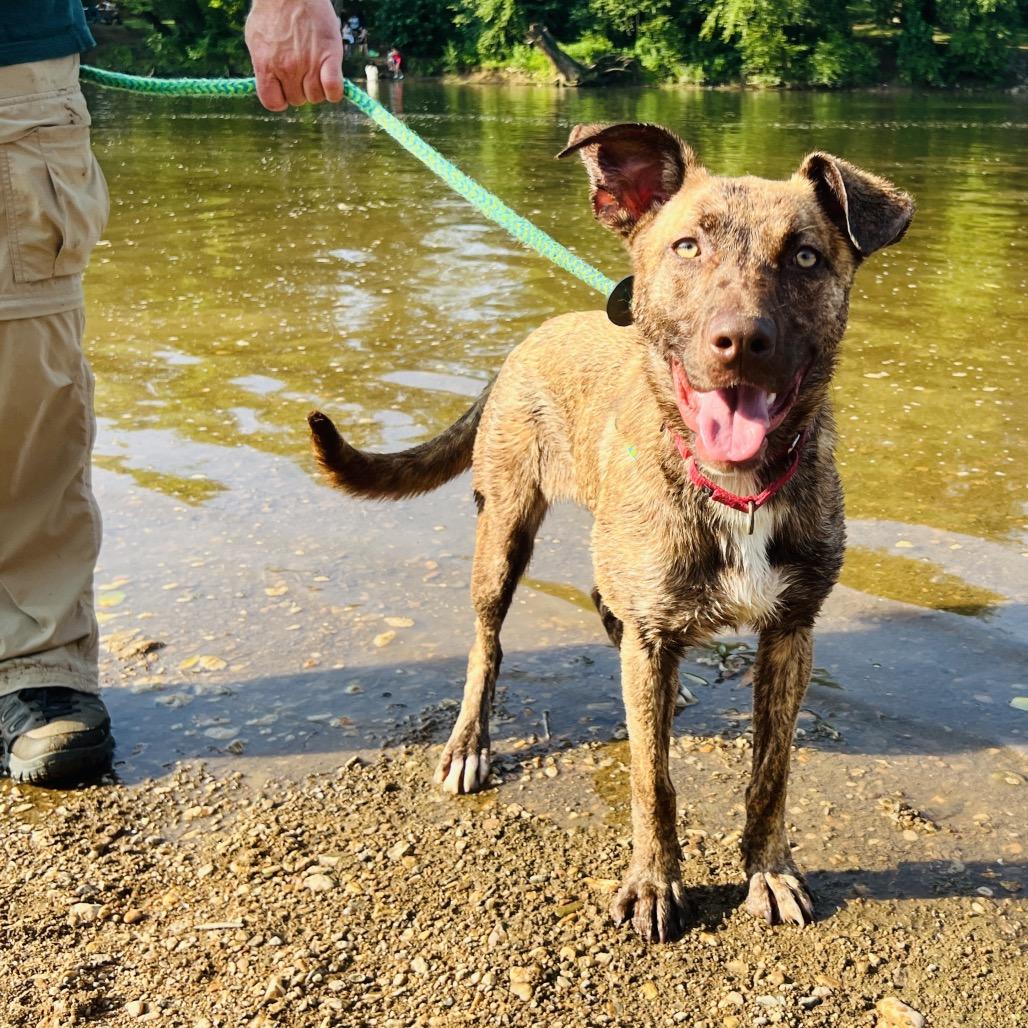 Enlarge Graycie, a Adoptable mixed breed in Fredericksburg, VA image 1/4