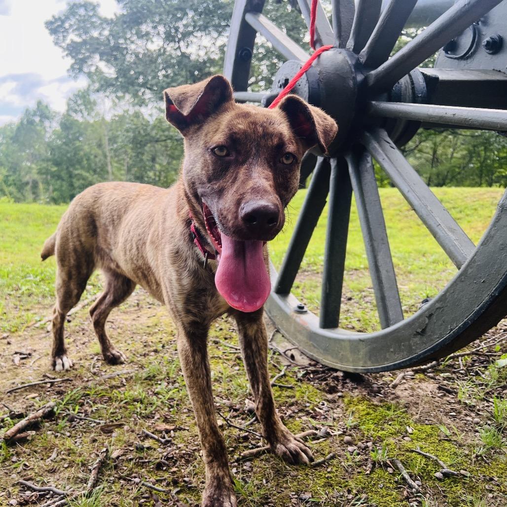 Enlarge Graycie, a Adoptable mixed breed in Fredericksburg, VA image 2/4