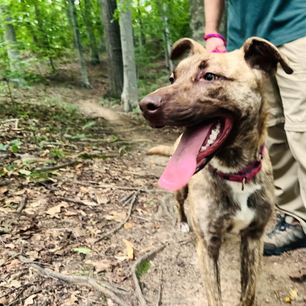 Enlarge Graycie, a Adoptable mixed breed in Fredericksburg, VA image 3/4