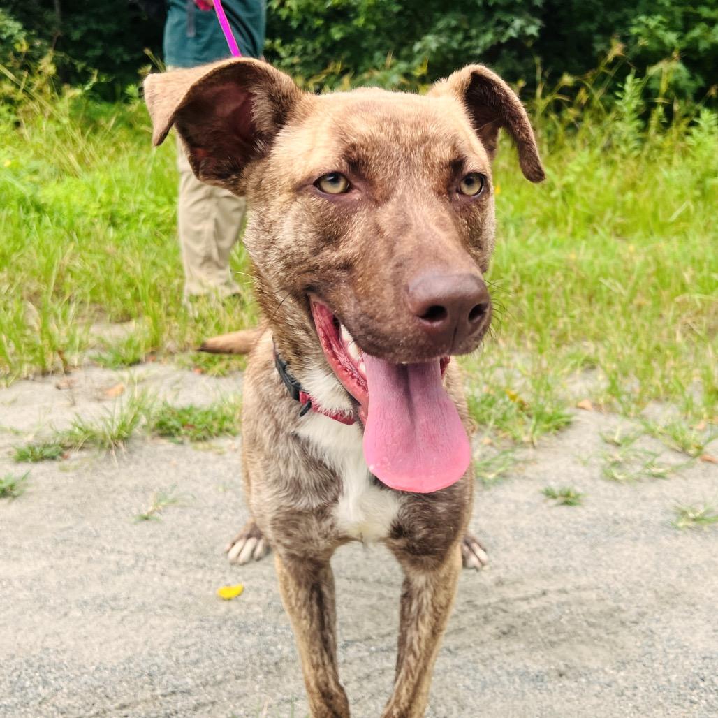 Enlarge Graycie, a Adoptable mixed breed in Fredericksburg, VA image 4/4