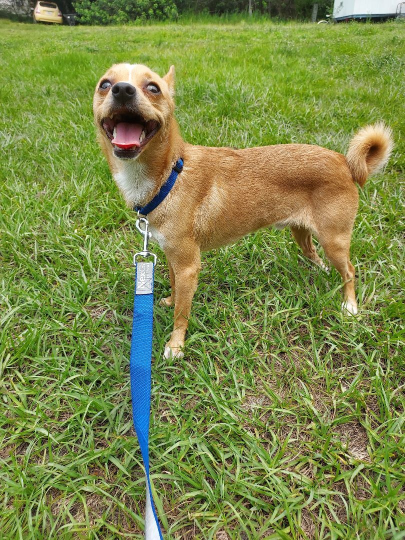Kiki, a Adoptable mixed breed in Boca Raton, FL image 1/6