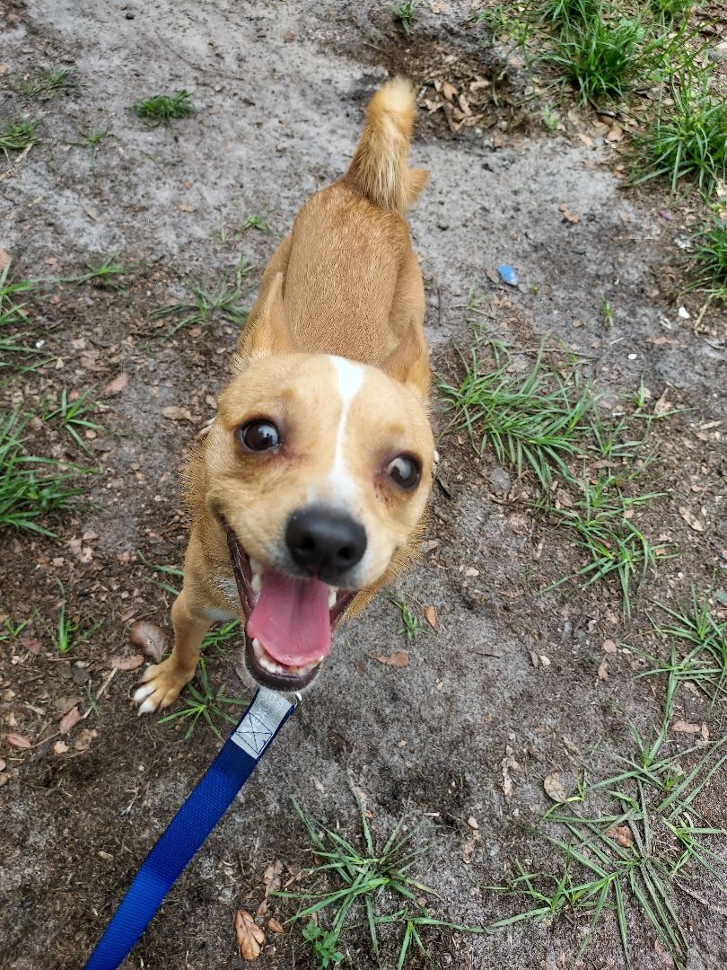 Kiki, a Adoptable mixed breed in Boca Raton, FL image 2/6