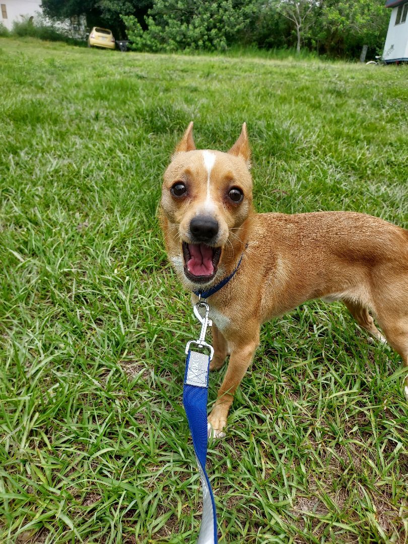 Kiki, a Adoptable mixed breed in Boca Raton, FL image 3/6