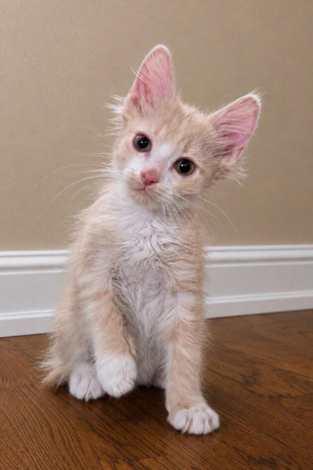 Enlarge Rune -Preadoption ONLY, a Adoptable Domestic Medium Hair in Chilliwack, BC image 1/1